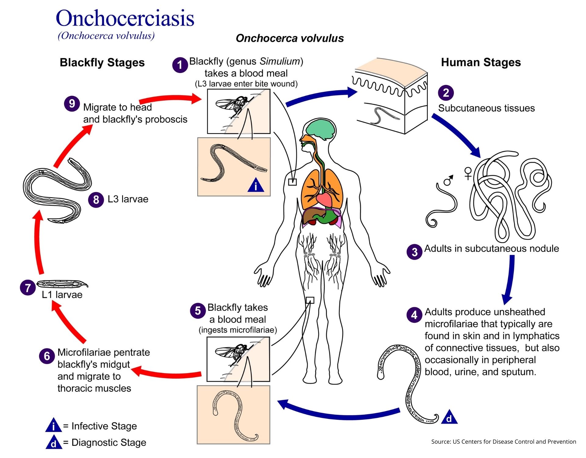 CDC illustration of the O. volvulus life cycle